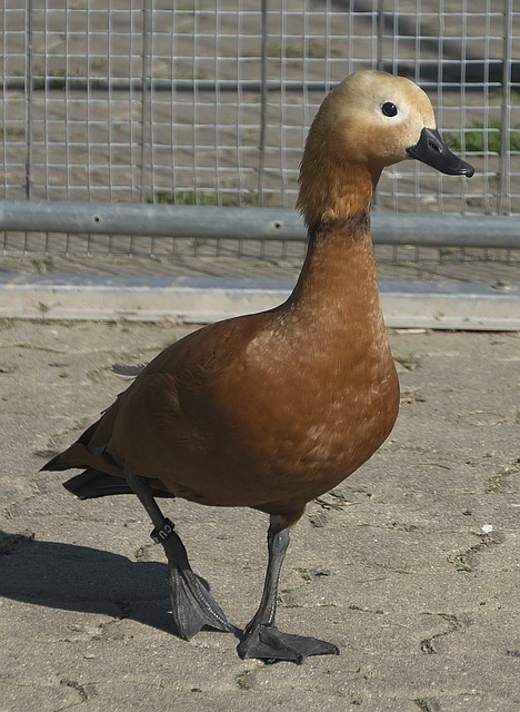 更新换代